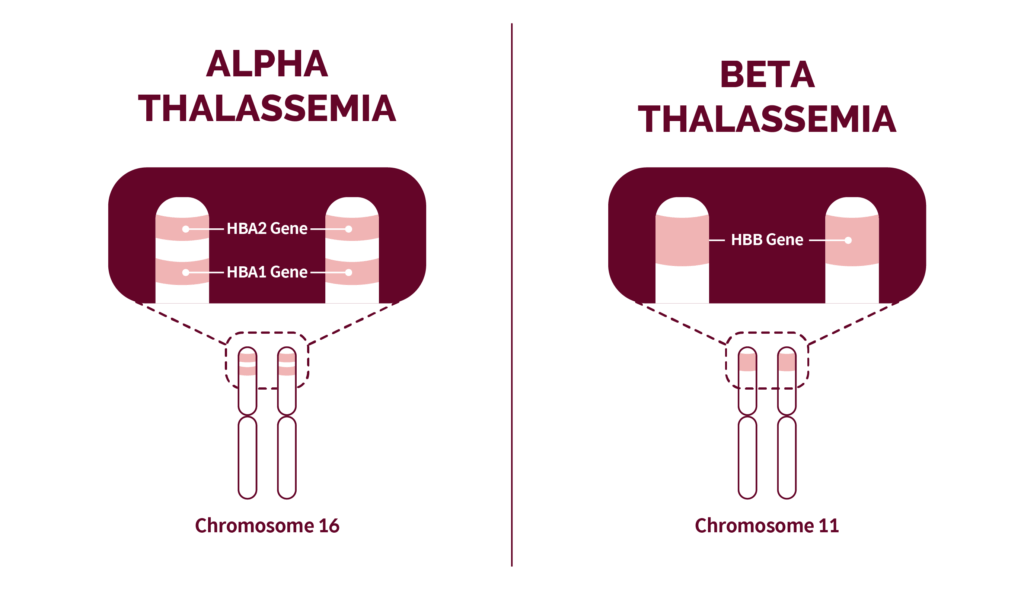Thalassemia 01